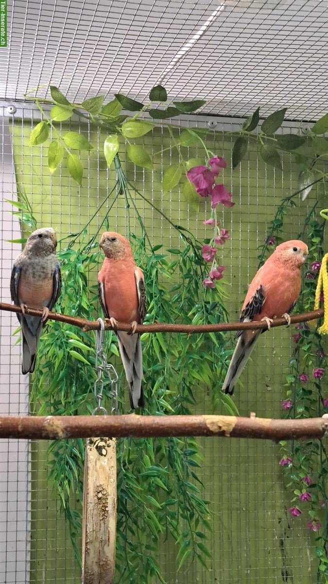 Bild 3: Bourkesittich Paar in Rosa Opalin zu verkaufen