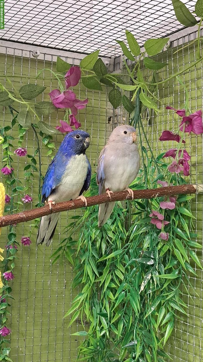 1.1 Glanzsittich in violett weissbrust und violett pallid