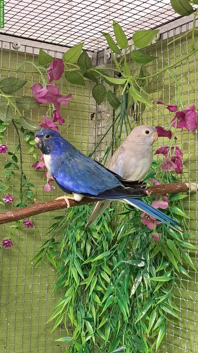 Bild 2: 1.1 Glanzsittich in violett weissbrust und violett pallid