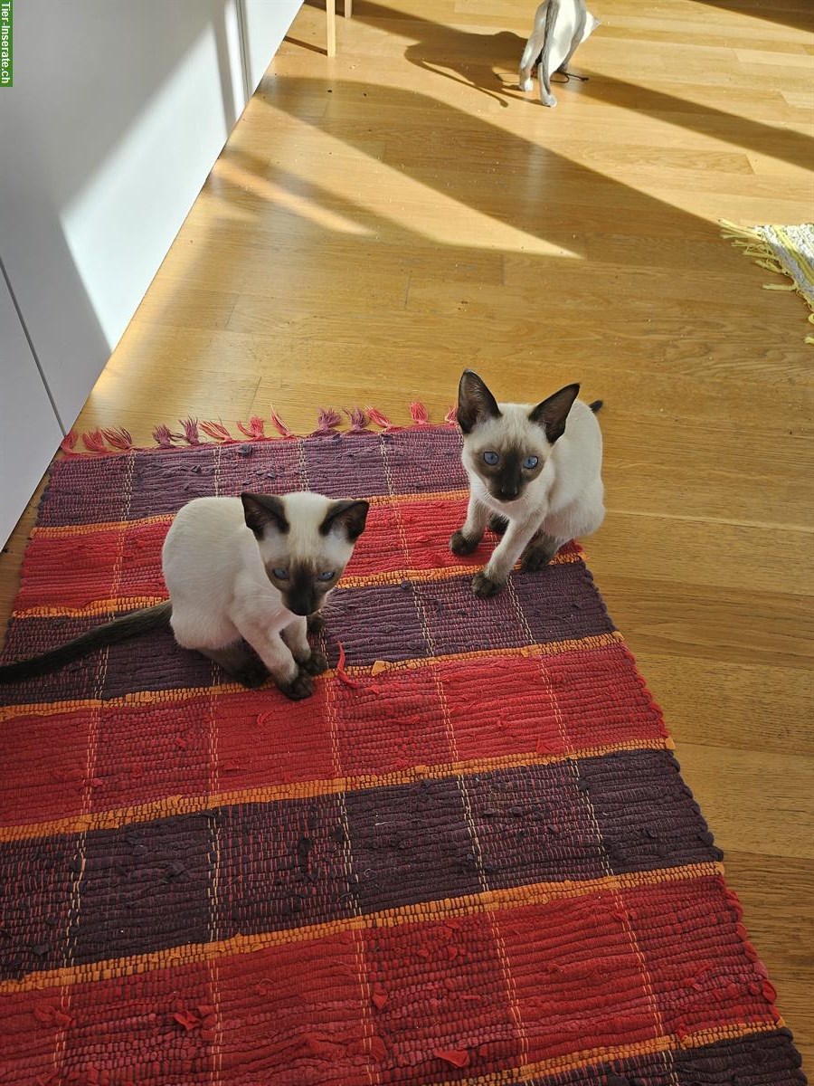 Schmusige aufgeweckte Thai Kitten, Kater in Seal-Point