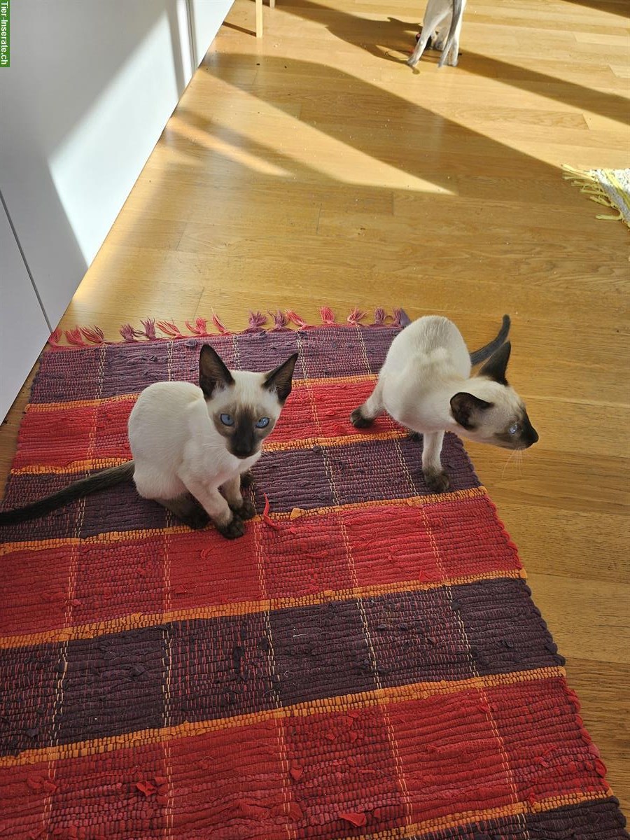 Bild 2: Schmusige aufgeweckte Thai Kitten, Kater in Seal-Point