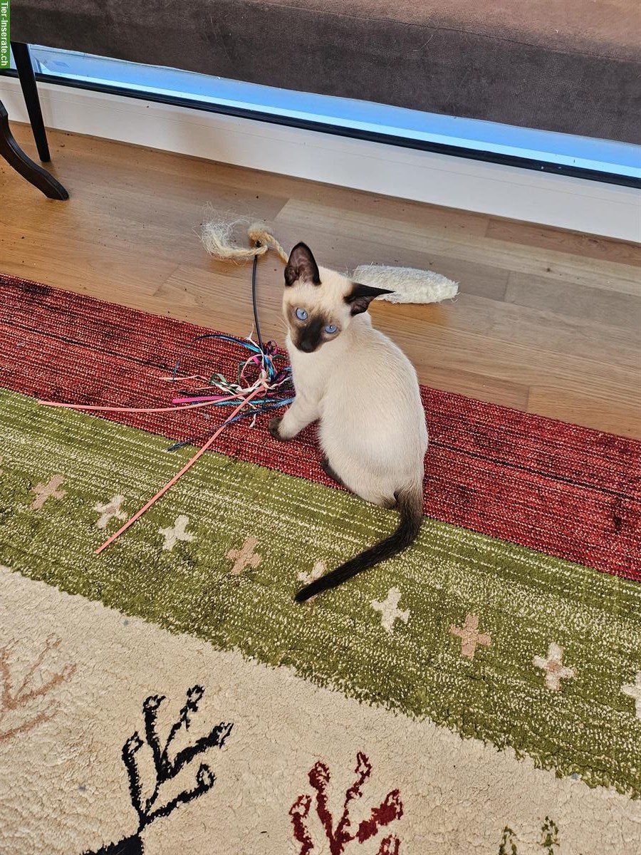 Bild 3: Schmusige aufgeweckte Thai Kitten, Kater in Seal-Point