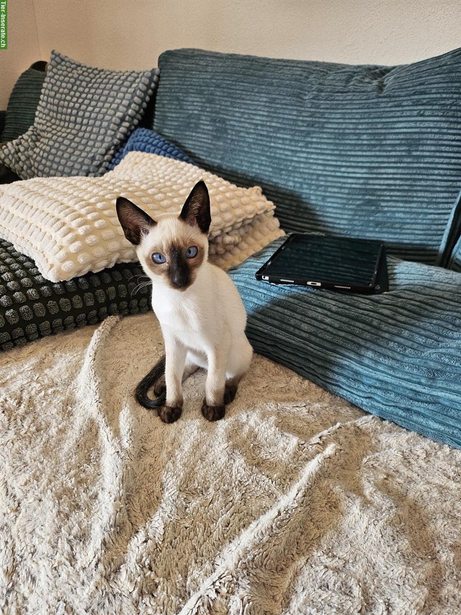 Bild 4: Schmusige aufgeweckte Thai Kitten, Kater in Seal-Point