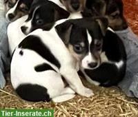Jack Russell Welpen, Glatthaar, tricolor