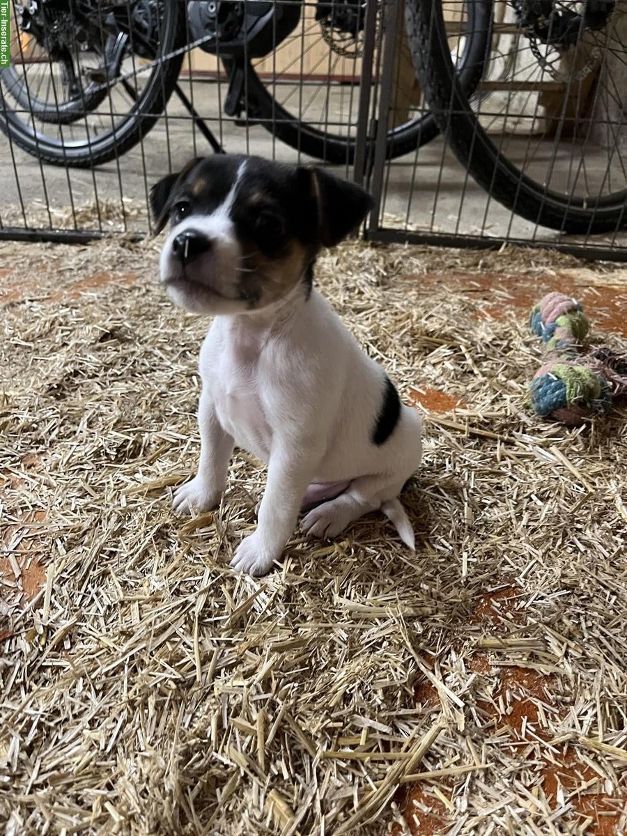 Bild 4: Jack Russell Welpen, Glatthaar, tricolor