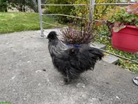 Schöne, liebe Seidenhuhn Güggel abzugeben