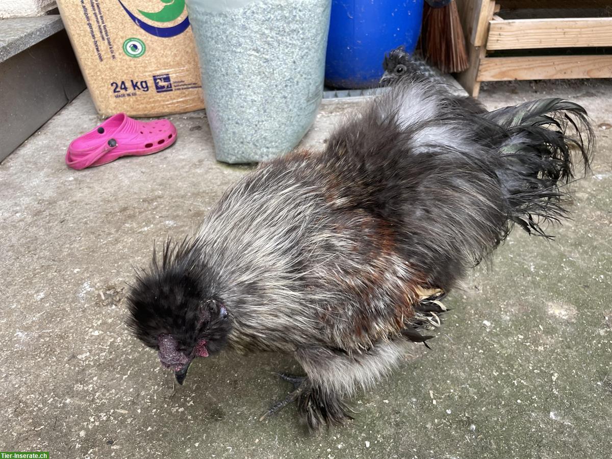 Bild 2: Schöne, liebe Seidenhuhn Güggel abzugeben