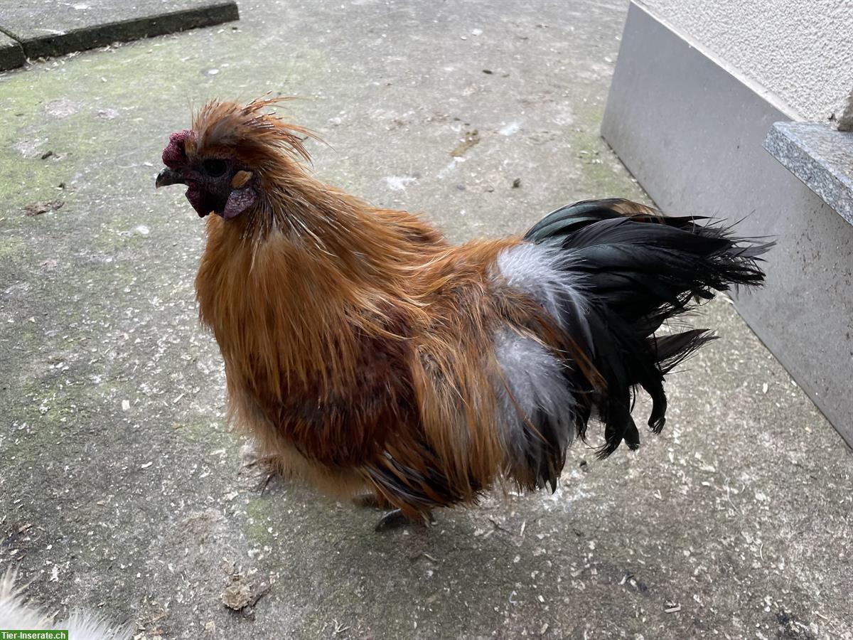 Bild 3: Schöne, liebe Seidenhuhn Güggel abzugeben