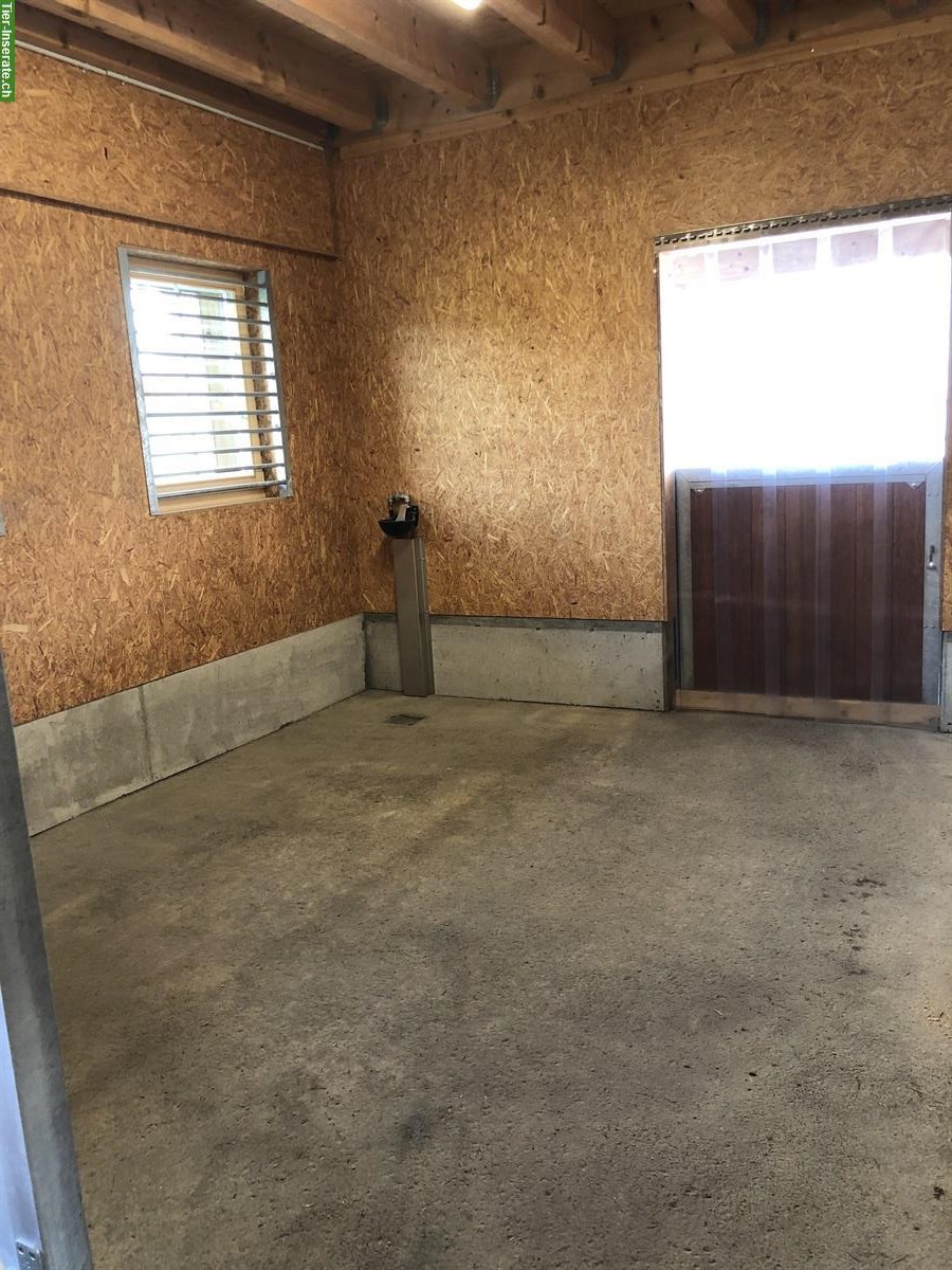 Bild 3: Pferdeboxe mit Auslauf in Waldkirch zu vermieten