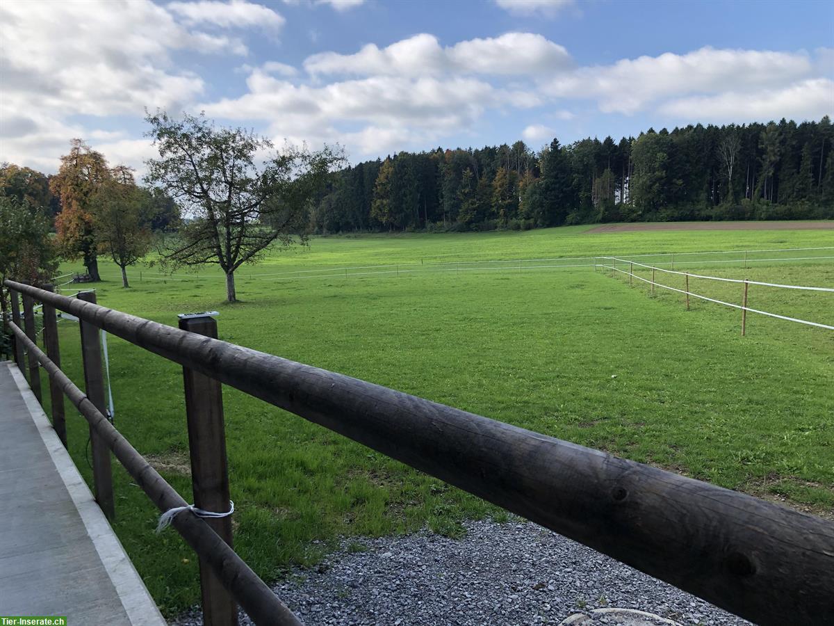Bild 5: Pferdeboxe mit Auslauf in Waldkirch zu vermieten
