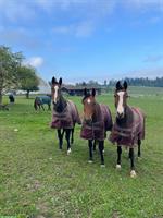 Zuverlässige Stallfee 🐴 GESUCHT, Kanton Bern
