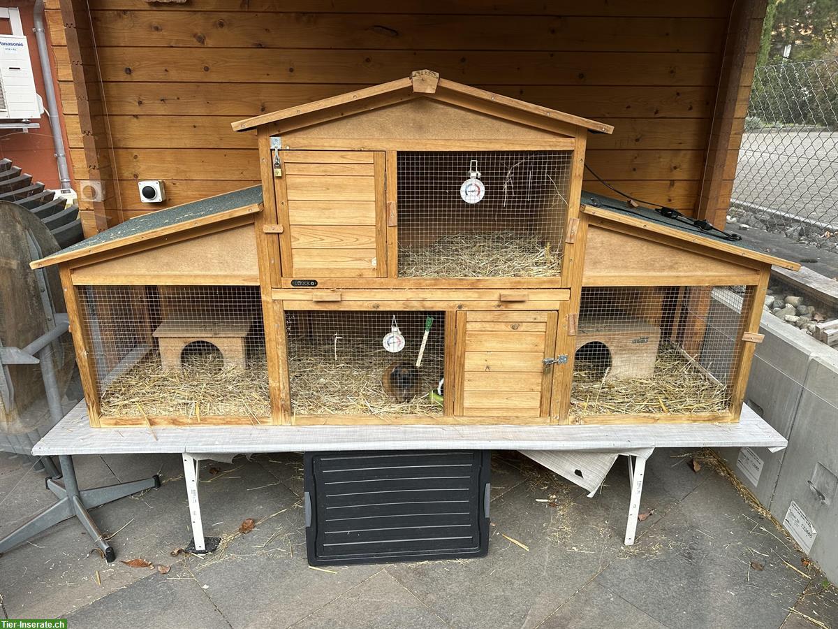3 Meerschweinchen inklusiv schönem Kleintierstall