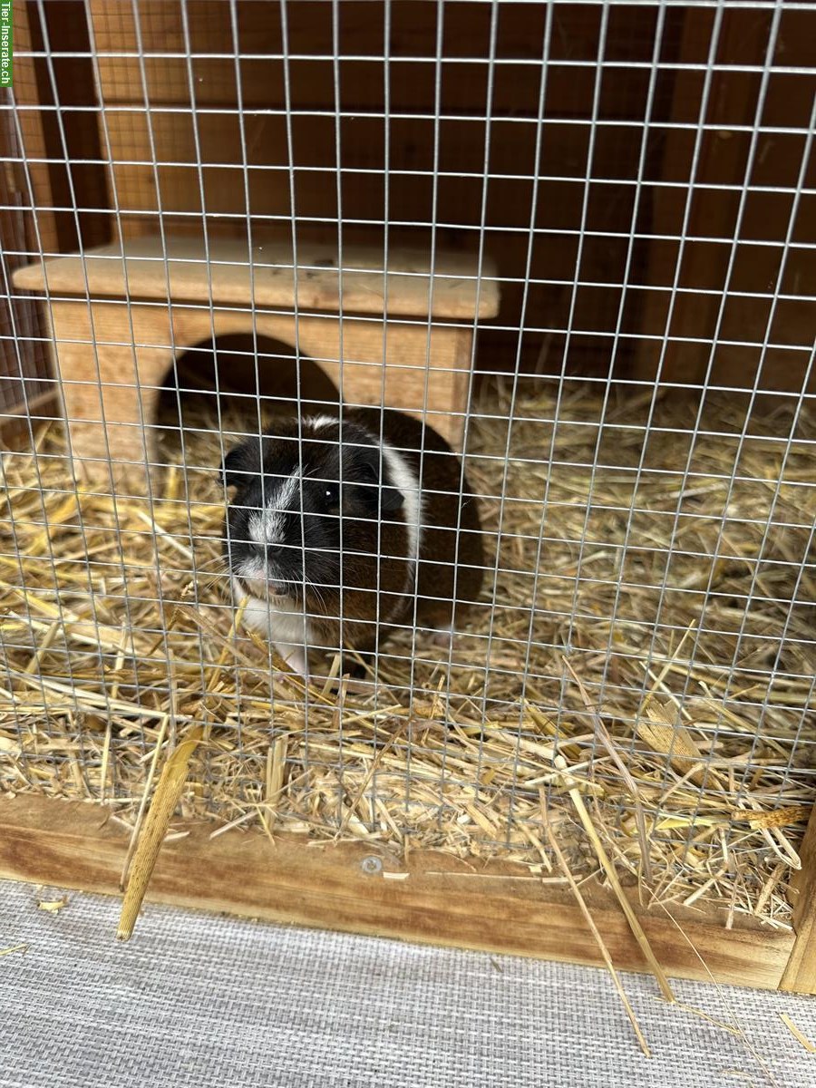 Bild 3: 3 Meerschweinchen inklusiv schönem Kleintierstall