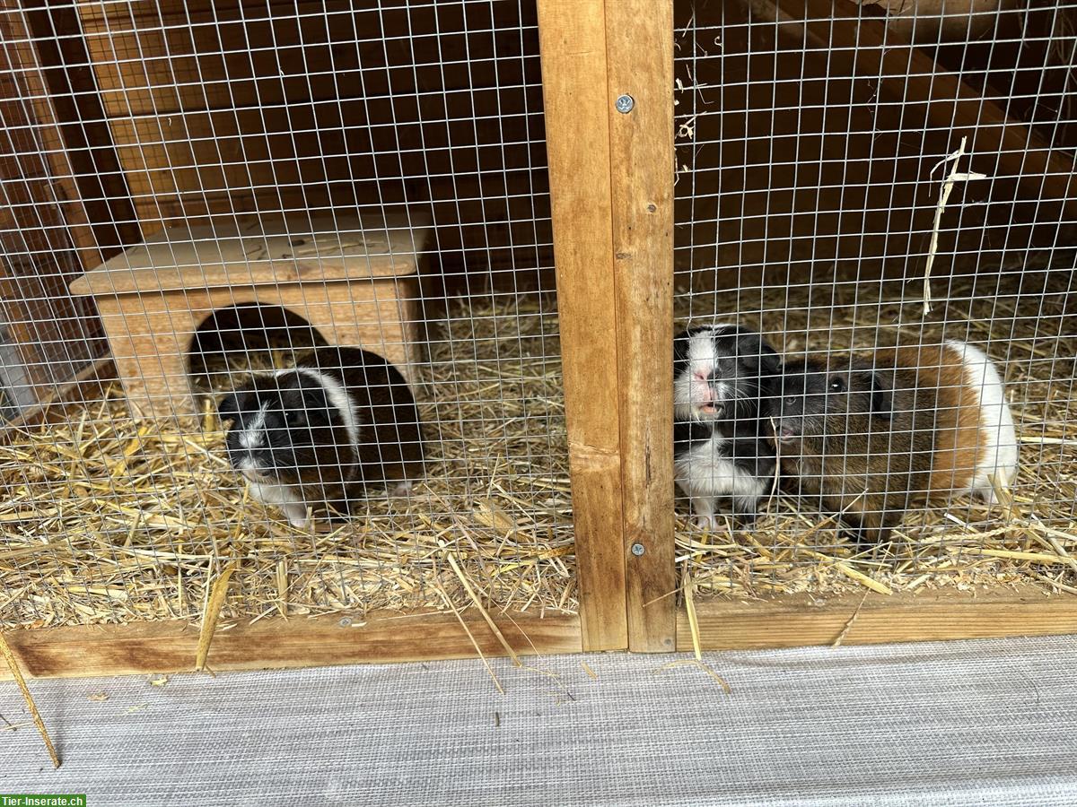 Bild 4: 3 Meerschweinchen inklusiv schönem Kleintierstall