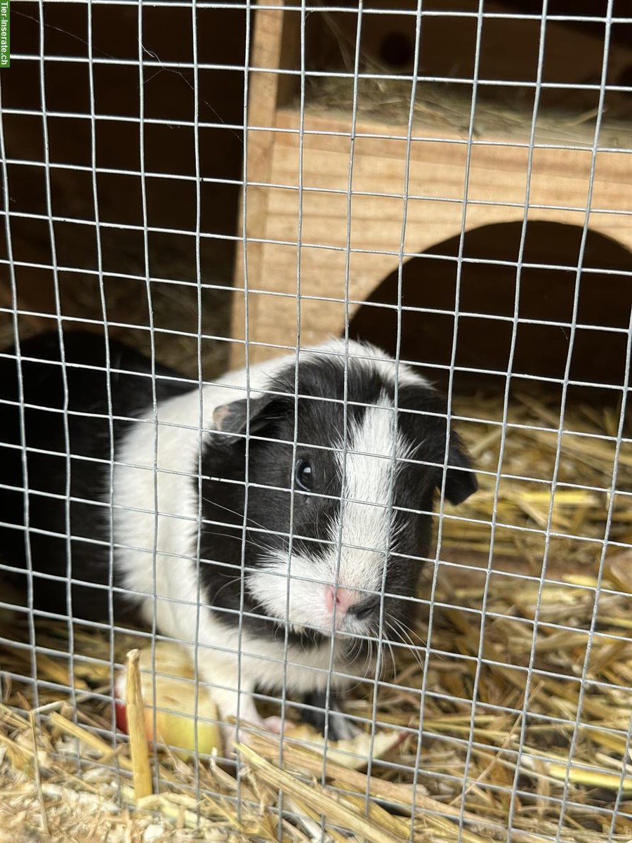 Bild 5: 3 Meerschweinchen inklusiv schönem Kleintierstall