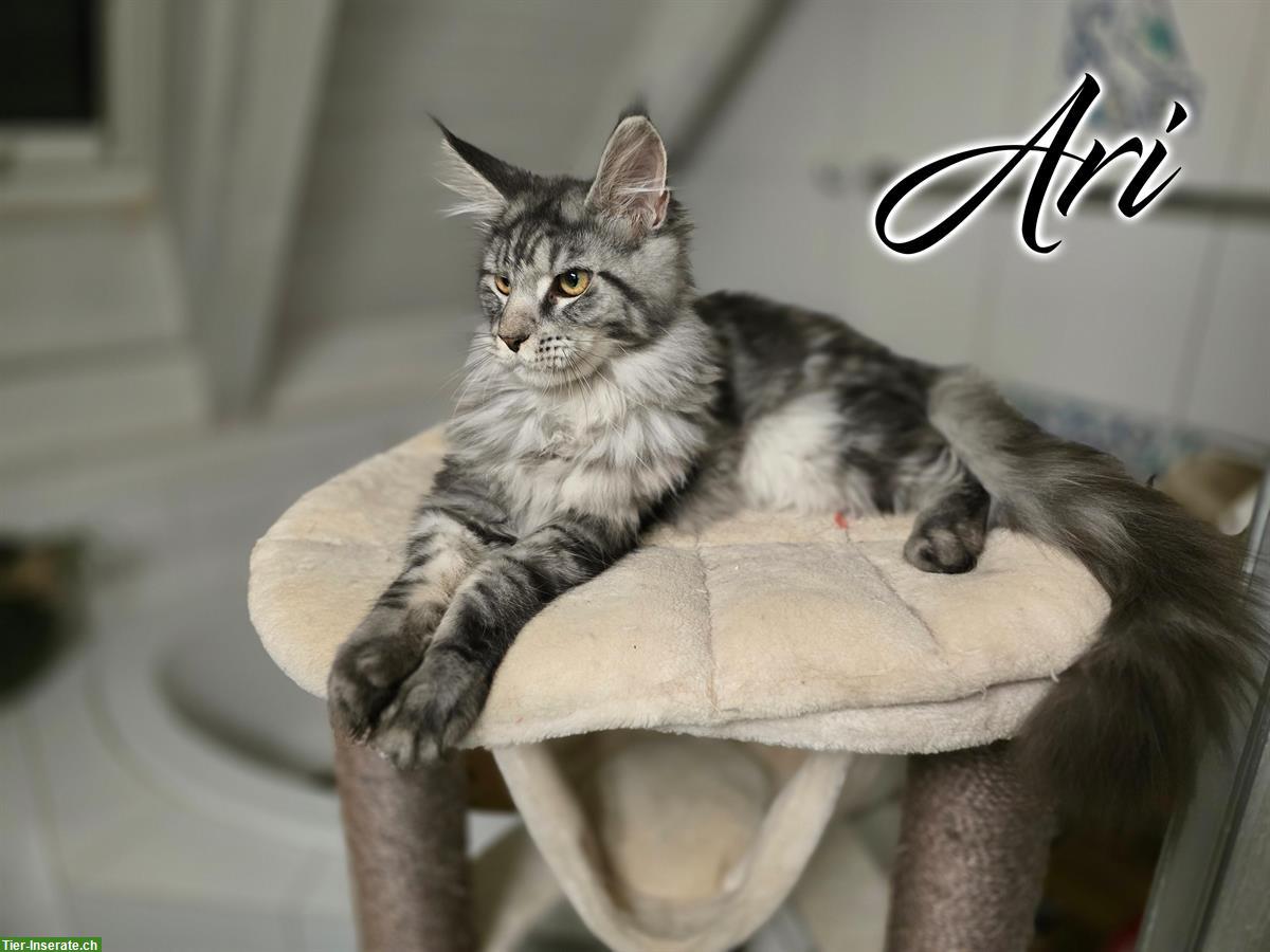 Maine Coon Kitten mit Stammbaum suchen liebes Zuhause