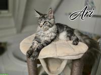 Maine Coon Kitten mit Stammbaum suchen liebes Zuhause
