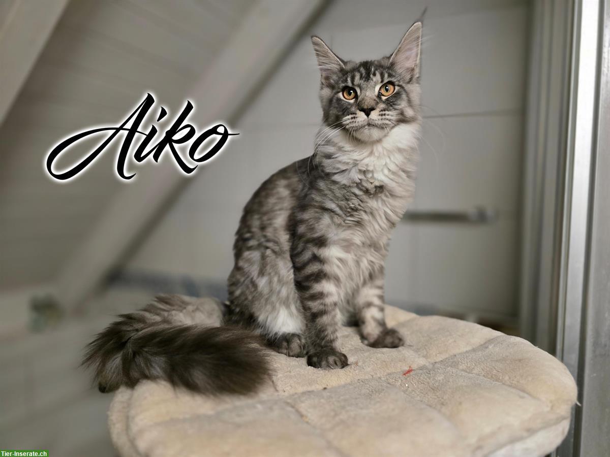 Bild 2: Maine Coon Kitten mit Stammbaum suchen liebes Zuhause