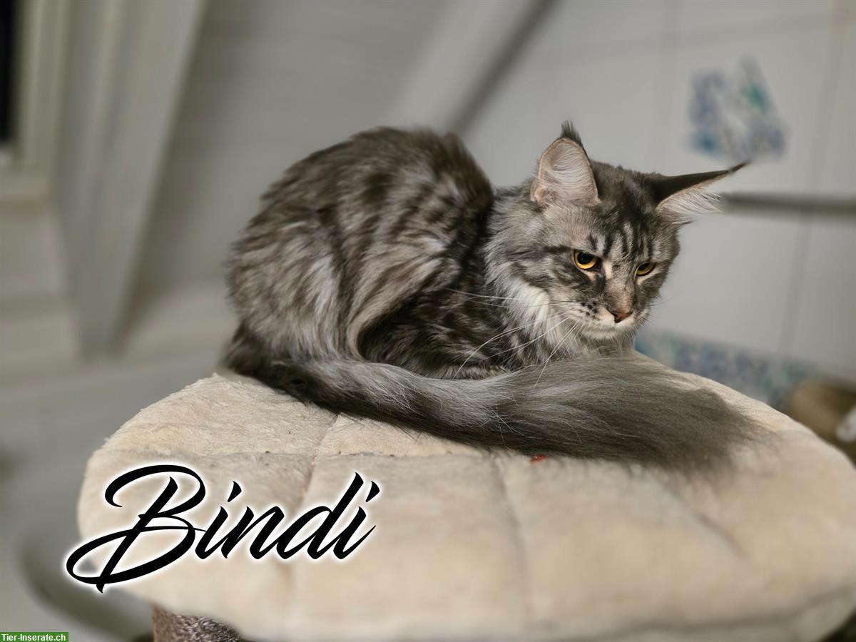 Bild 3: Maine Coon Kitten mit Stammbaum suchen liebes Zuhause
