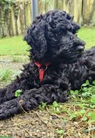Junge Lagotto Doodle Hündin sucht dich