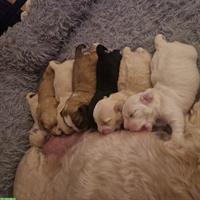 Wurfankündigung: Cavachon x Bolonka Zwetna/Havaneser Welpen