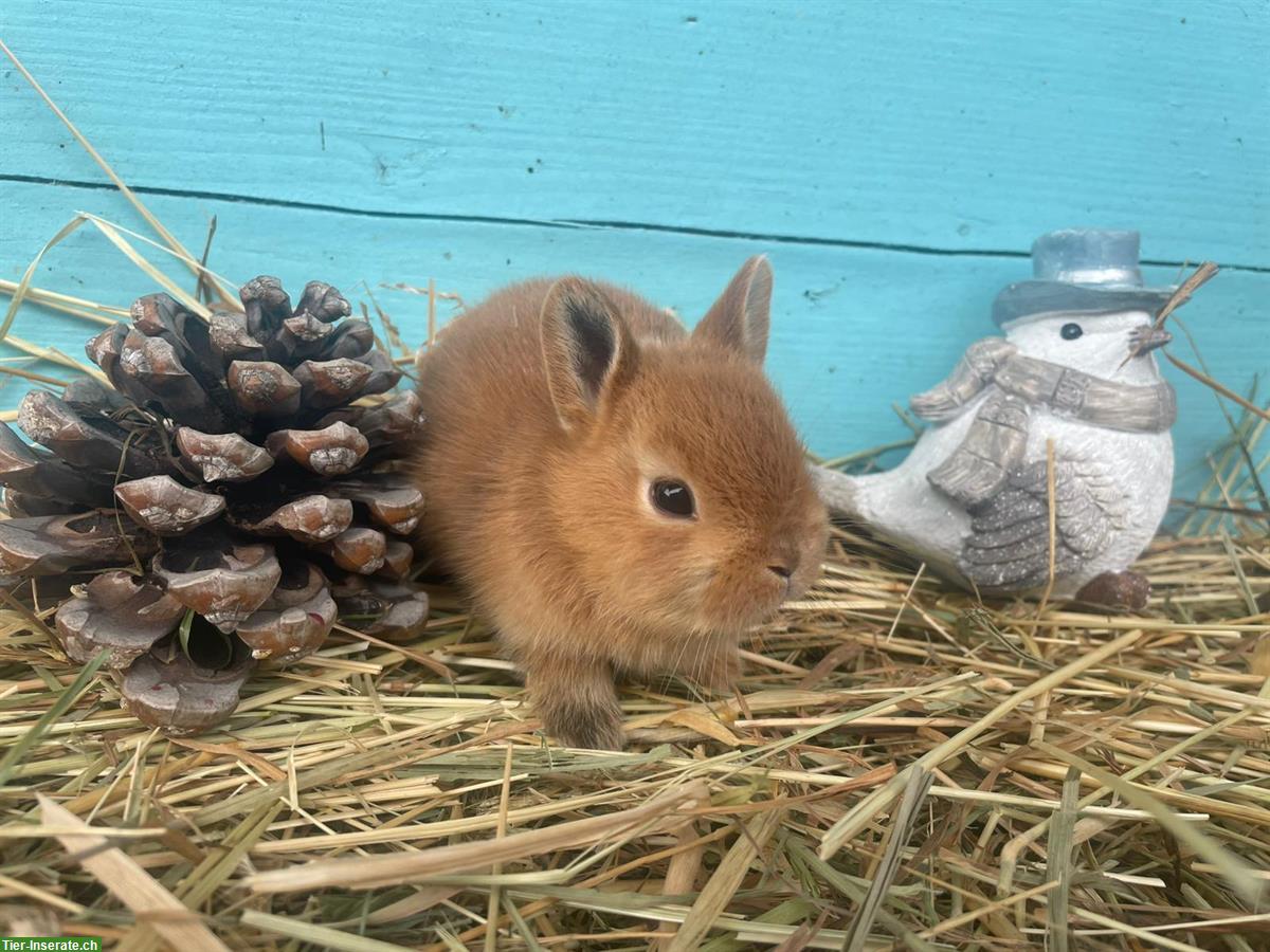 Bild 2: Junge Zwergkaninchen suchen neues Zuhause