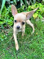 Süsse Chihuahua Welpin sucht liebevolles Zuhause