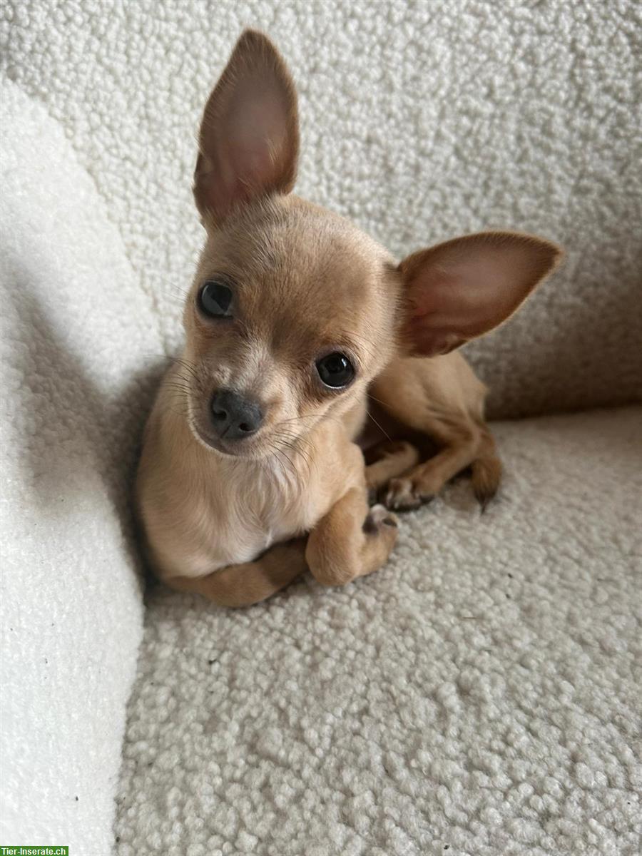 Bild 2: Süsse Chihuahua Welpin sucht liebevolles Zuhause