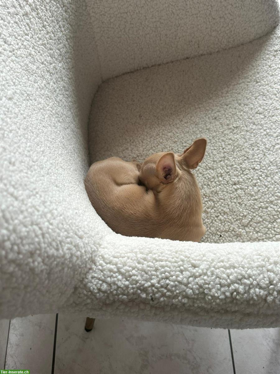 Bild 3: Süsse Chihuahua Welpin sucht liebevolles Zuhause