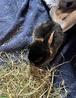 3-5 Wochen altes Zwergkaninchen gesucht