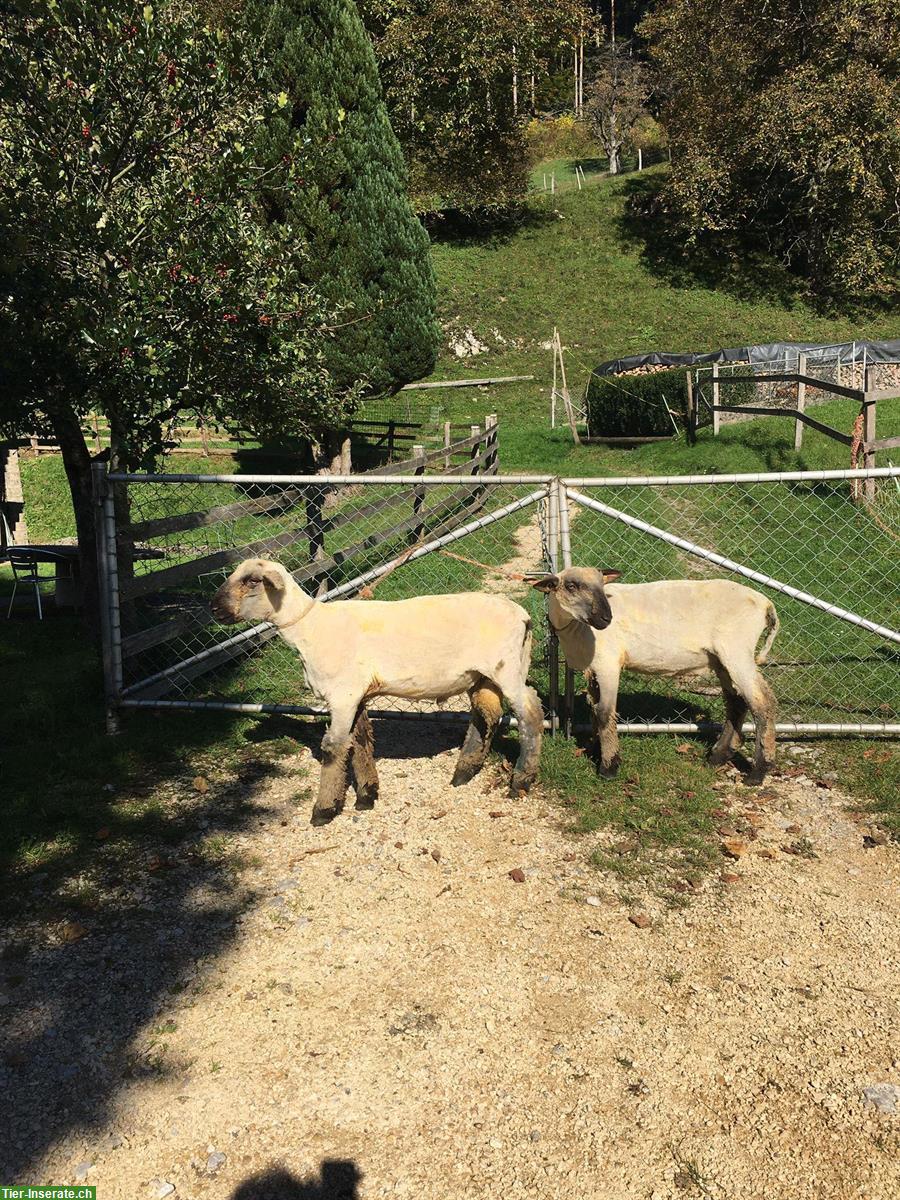 2 Braunköpfige Fleischschaf Widder zu verkaufen