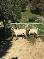 2 Braunköpfige Fleischschaf Widder zu verkaufen