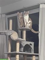 Liebes Katzenpaar sucht ein gemeinsames Zuhause