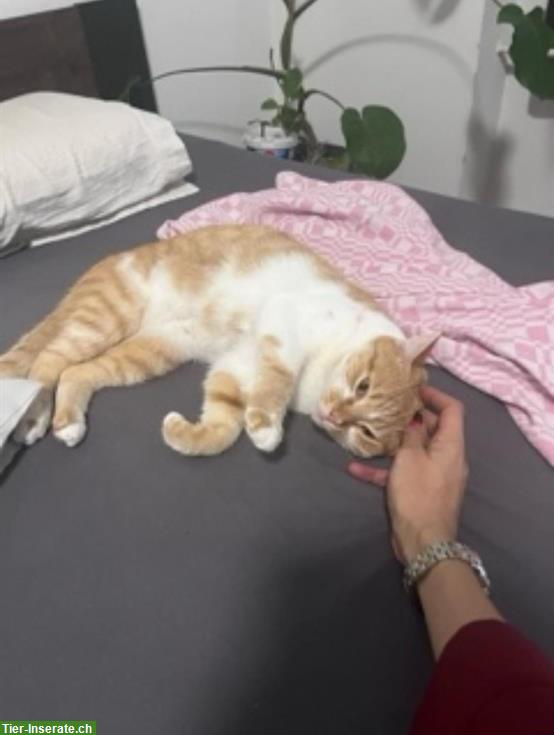 Bild 2: Liebes Katzenpaar sucht ein gemeinsames Zuhause