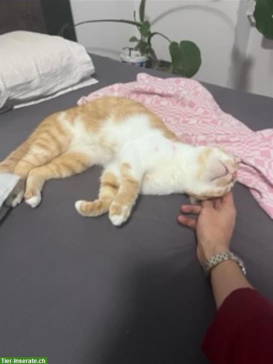 Bild 3: Liebes Katzenpaar sucht ein gemeinsames Zuhause