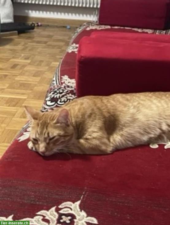 Bild 4: Liebes Katzenpaar sucht ein gemeinsames Zuhause