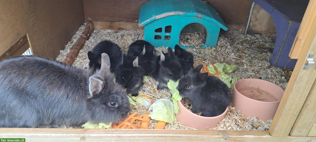 Bild 2: Löwenkopf Zwergkaninchen suchen Zuhause