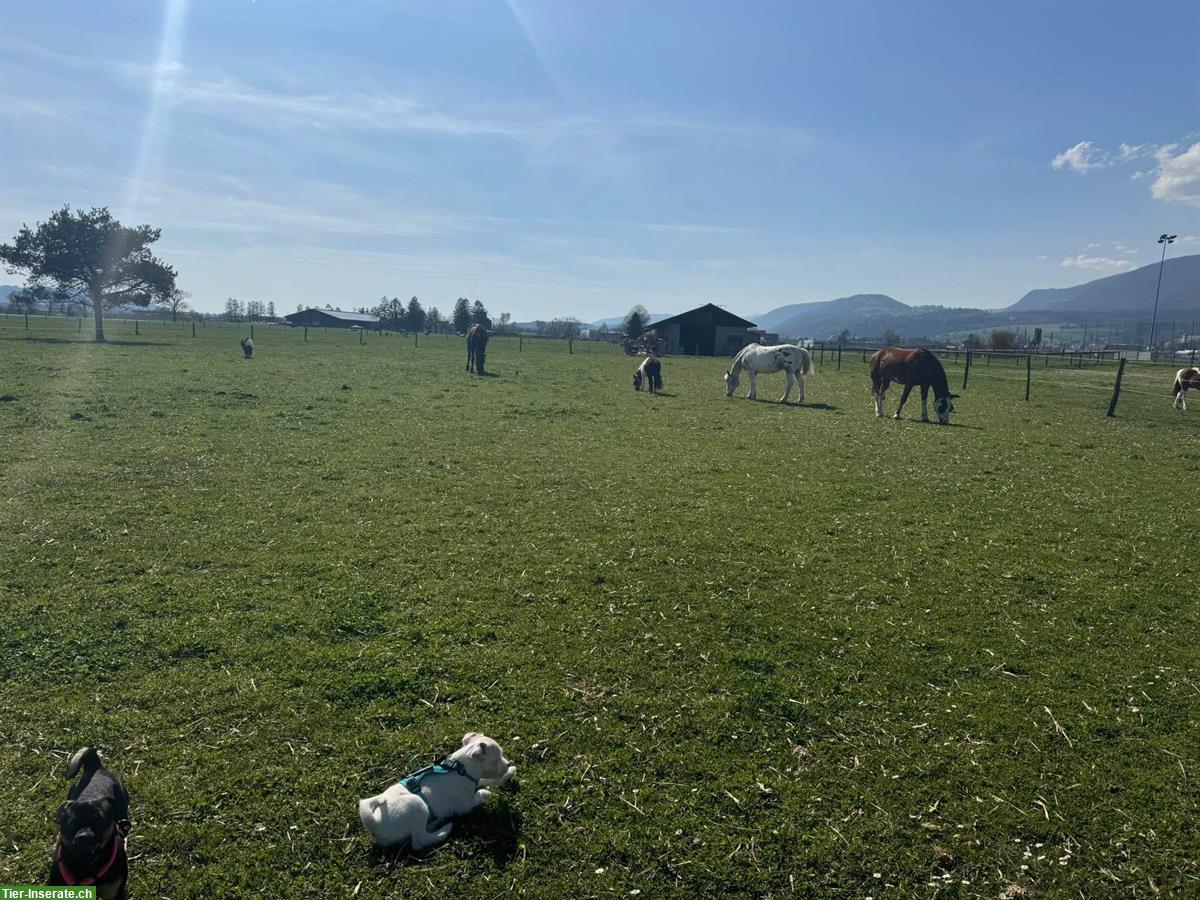 Bild 6: 2 Auslaufboxen frei (Vollpension) in Bettlach SO