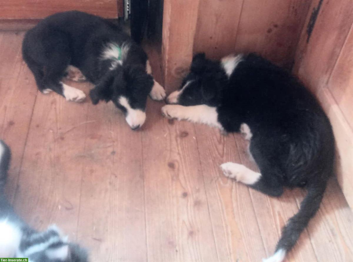Border Collie Welpen zu verkaufen