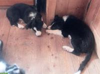 Border Collie Welpen zu verkaufen