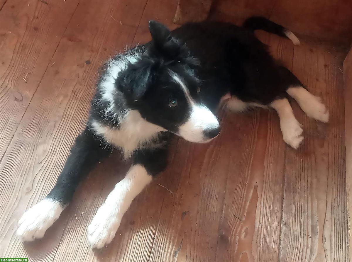 Bild 2: Border Collie Welpen zu verkaufen