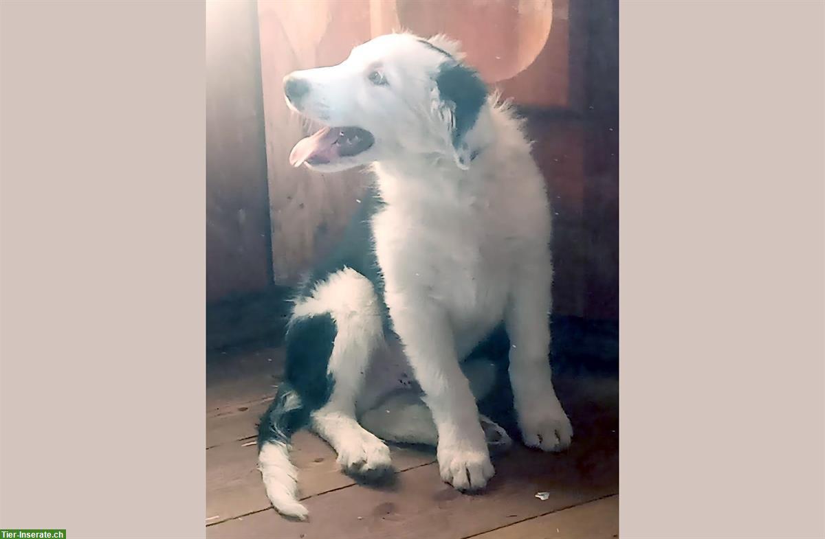 Bild 3: Border Collie Welpen zu verkaufen