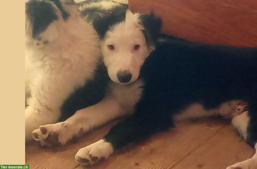 Bild 4: Border Collie Welpen zu verkaufen