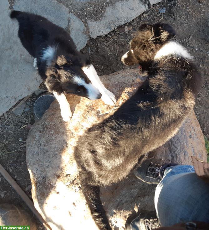 Bild 5: Border Collie Welpen zu verkaufen