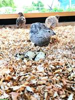 Legewachteln Hennen verschiedener Farbschläge zu verkaufen