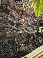 Rotaugen-Buschkrokodil, Tribolonotus gracilis zu verkaufen
