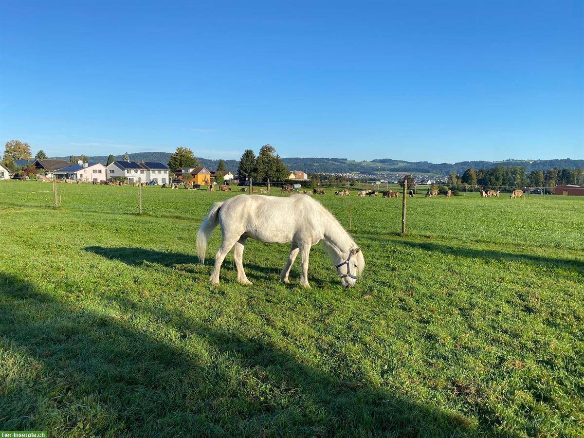 Haus mit Pferdestall gesucht in Niederwil, Flawil oder Uzwil SG