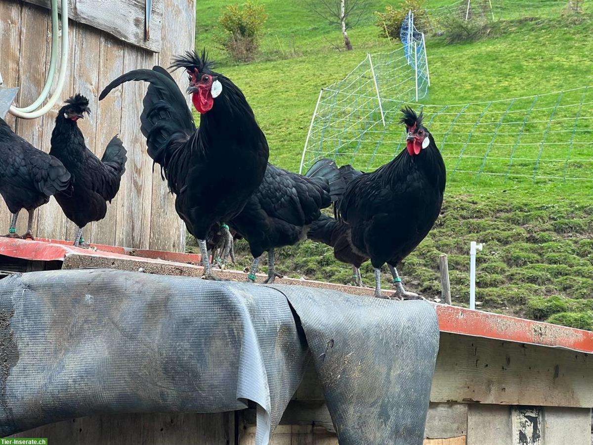 Bild 2: Appenzeller Spitzhauben Hennen (schwarz) zu verkaufen