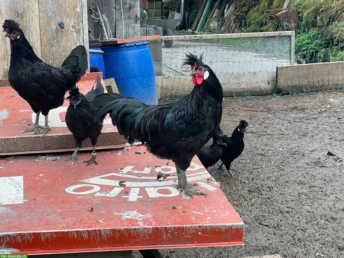 Bild 3: Appenzeller Spitzhauben Hennen (schwarz) zu verkaufen