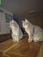 2 x BKH Kater, fast 1-jährig, suchen ein Zuhause 🏡